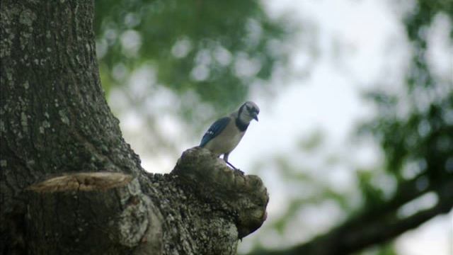 Sony a290 bird pics смотреть онлайн