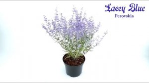 Perovskia Lacey Blue in 360 video