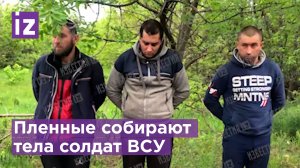 В ЛНР собрали тела погибших ВСУ, чтобы потом передать Киеву / Известия