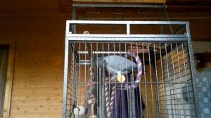 Попугай поет песню - О боже какой мужчина!