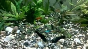 Кормление рыбок замороженным кормом