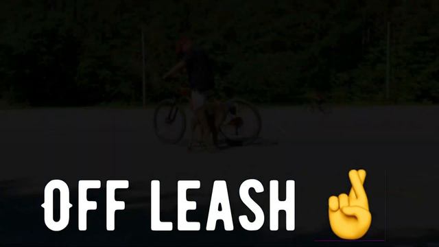 Jack | Weimaraner | OverWatch K9 Academy | Buckheaddogtrainers.com смотреть онлайн