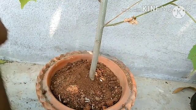 Hibiscus Mutabilis Plant full information Cutting to Flowering with Fertilizer | #pradipadhikary смотреть онлайн