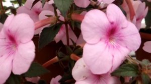 Ахименес Peach Blossom