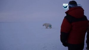 Мониторинг состояния белого медведя на территории нацпарка "Русская Арктика"