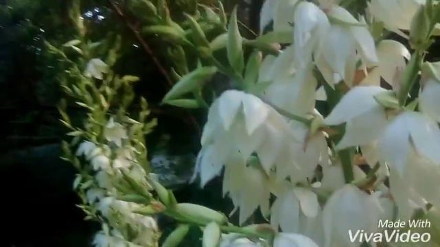 Как цветет Юка смотреть онлайн