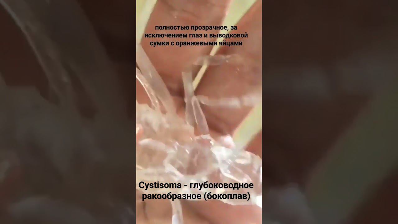 прозрачный бокоплав (класс высшие раки) #биология #море #странныесоздания