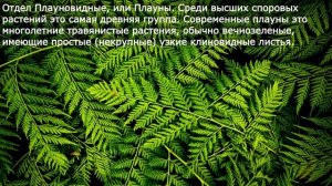 22. Плауны. Хвощи. Папоротники. Их общая характеристика. Биология 6 класс - Пономарева.