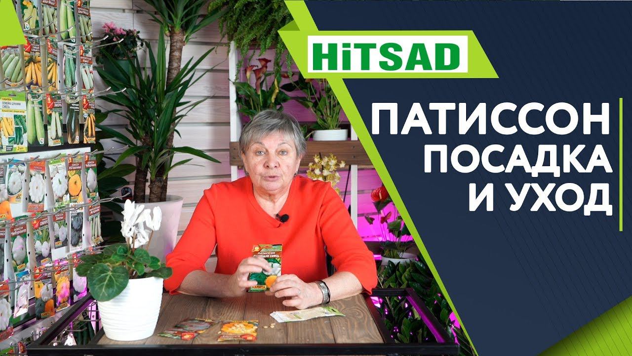 Патиссоны ✔️ Выращивание и Уход ✔️ Советы от Хитсад ТВ