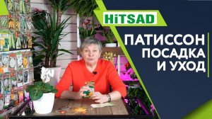 Патиссоны ✔️ Выращивание и Уход ✔️ Советы от Хитсад ТВ