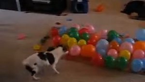 Смешная собачка лопает воздушные шарики