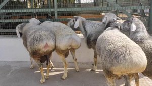 Гиссарские овцы Узбекистан продажа 500$ ватсап телеграм +998935758881