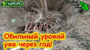 КАК ЗАСТАВИТЬ ПЛОДОНОСИТЬ ВЕСЬ САД от ЗЕМЛЯНИКИ и ГОЛУБИКИ до АБРИКОСА и ОРЕХА. Очень важный момент.