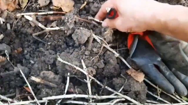 Видеонарезки . Клумба у 5эт.дома.