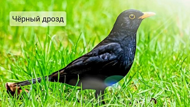 European starling птица. Обыкновенный скворец черный дрозд. Дрозд обыкновенный скворец. Перелетная птица с черными блестящими оперением. Перелетная птица с черными блестящими оперением.