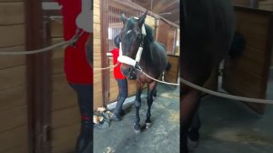 Уход за лошадьми