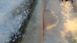 Бешеный клев судака на вибы на реке Кама!  iCE Sensor