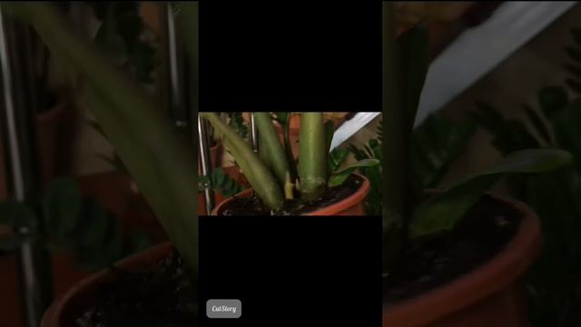 Пожелтение и увядание укореняемого листа замиокулькаса смотреть онлайн