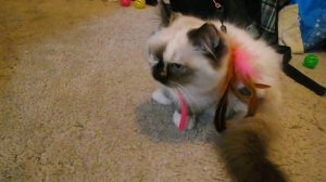 little Ragdoll Munchkin  playing