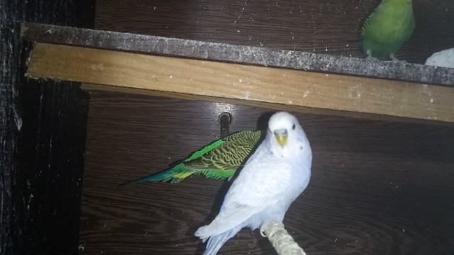 КАК ПОДГОТОВИТЬ ПОПУГАЕВ К ГНЕЗДОВАНИЮ - ЧЕМ КОРМИТЬ - СКОЛЬКО СВЕТА НУЖНО - ЧТО СТЕЛИТЬ В ГНЕЗДА смотреть онлайн