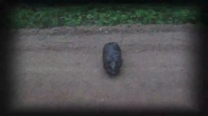 Бобр курва!