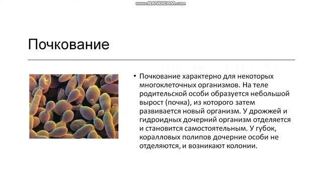 10 класс. Формы размножения организмов. Бесполое размножение