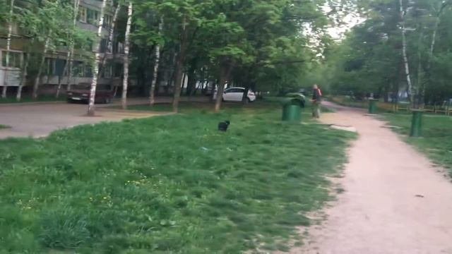 Дрессировка английского стаффордширского  бультерьера.
