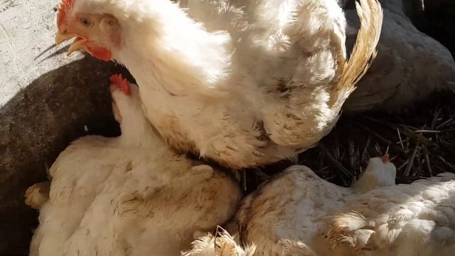 Куры бройлеры Кобб- 50050 днейсодержание в домашних условиях