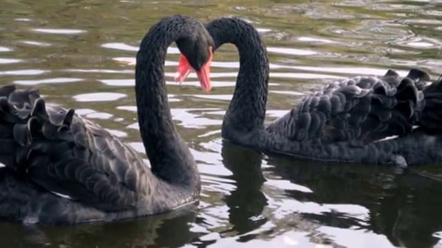 Пара чёрных лебедей. смотреть онлайн