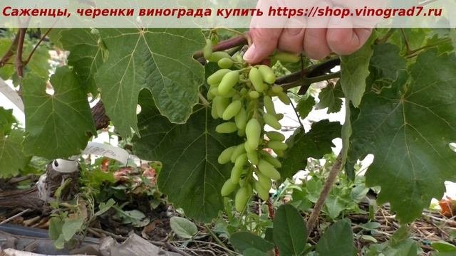 Сигнальное плодоношение винограда Сударь. Наблюдаем за формой, созревание должно быть ранним.