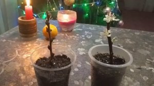 На Новый год зацвёл черенок войлочной вишни. Красота!!