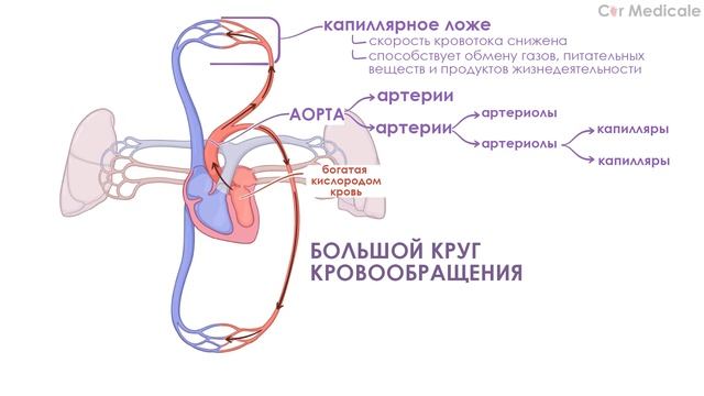 Введение в сердечно-сосудистую систему