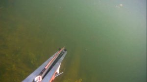 ПОДВОДНАЯ ОХОТА на реке Савала, камыш!