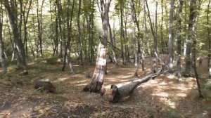 Ставрополь Таманский лес