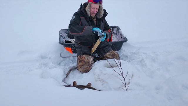 ДЖЕКПОТ ОГРОМНАЯ ЩУКА!!!...Таежная рыбалка на Жерлицы в Глухозимье | Щука и Налим смотреть онлайн