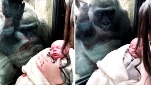 В зоопарке мама показала горилле своего малыша, и потеряла дар речи с реакции гориллы...