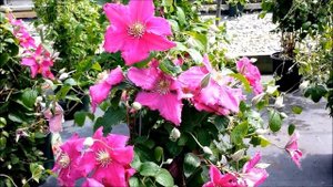 Best Flowering Vines - Clematis Ernest Markham