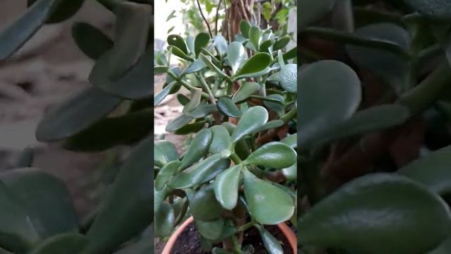 Crasula,  arbol de Jade, planta de la abundancia..