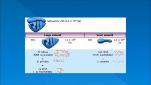 16s rRNA