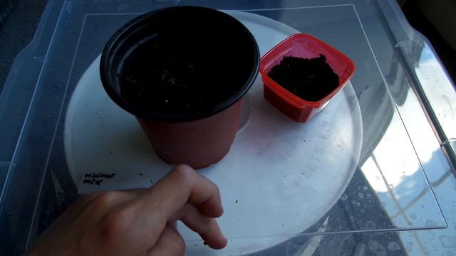 Planting a Mix of Hibiscus Seeds смотреть онлайн