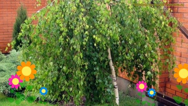 Береза повислая на штамбе Янги. Краткий обзор, описание характеристик betula pendula Youngii