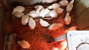 Выращивание бройлеров в домашних условиях. Содержание и кормление бройлеров. Часть2