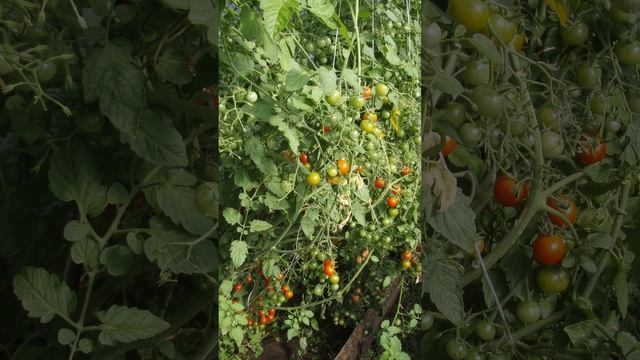 Томат и помидор смотреть онлайн