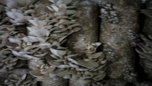 вешенка штамм к17 мицелий +380661377579