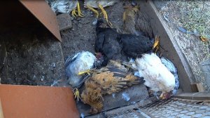 Куница задушила 14 цыплят