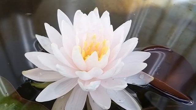 Нимфея Brides pearls (Жемчуг невесты) кувшинка, waterlily, водные растения, пруд смотреть онлайн