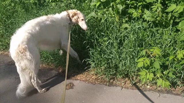 Зоопсихолог, он нужен хозяину и собаке. Личный опыт: русская борзая смотреть онлайн