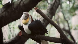 Птичий парк Чимелонг (Guangzhou Chimelong Birds Park) - достопримечательности Гуанчжоу