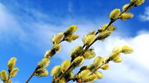 "Повсюду благовест гудит" (ст.А.Майкова) - пасхальные песни в вальдорфской школе