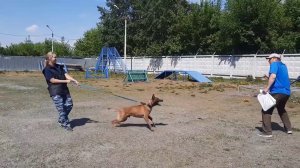 Как защитить себя от нападения животного